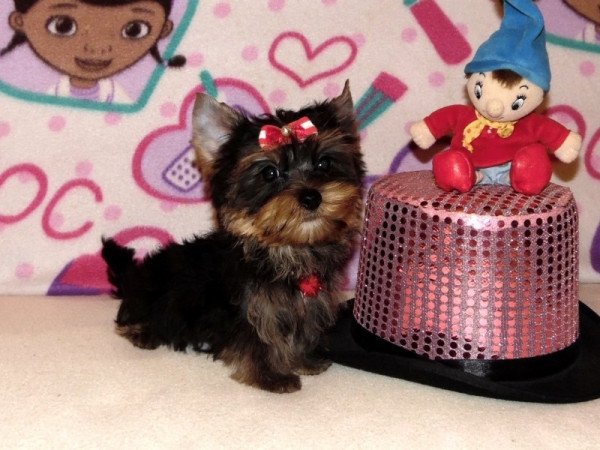 Yorkshire Terrier, Yorki