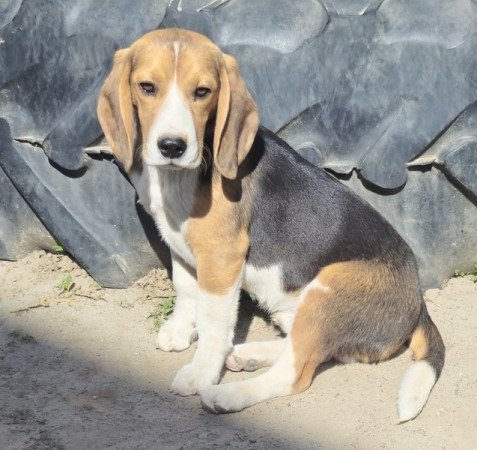Beagle