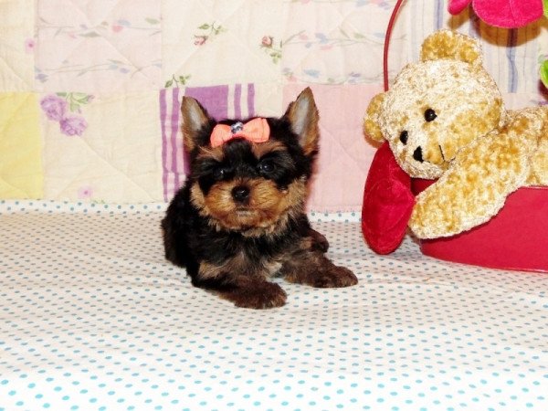 Yorkshire Terrier, Yorki