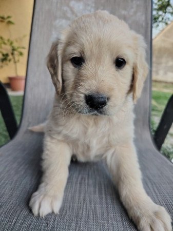 Golden retriever
