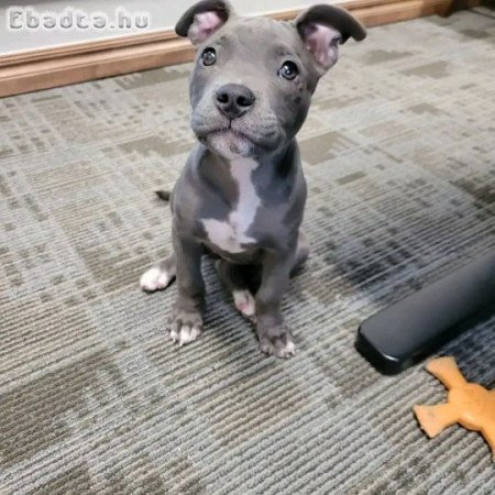 pitbull puppies for sale male and female