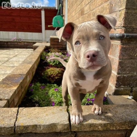 pitbull puppies for sale male and female