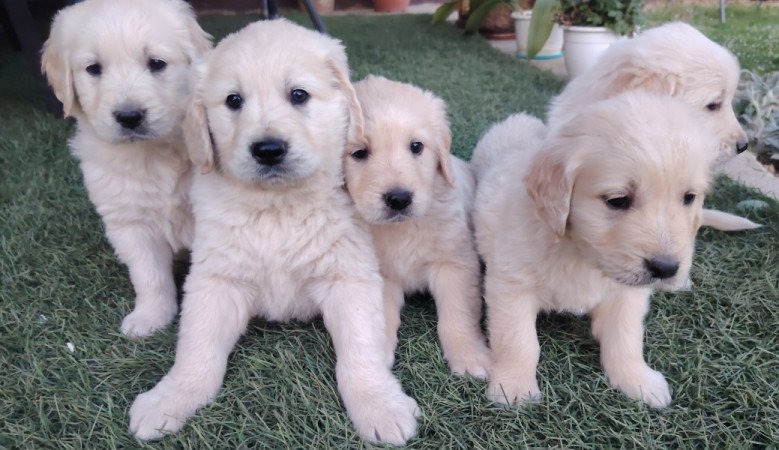 Golden retriever