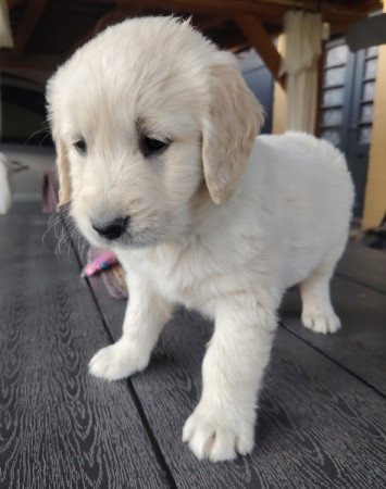 Golden retriever