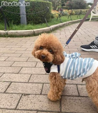 Törzskönyvezett fajtatiszta uszkár kölykök