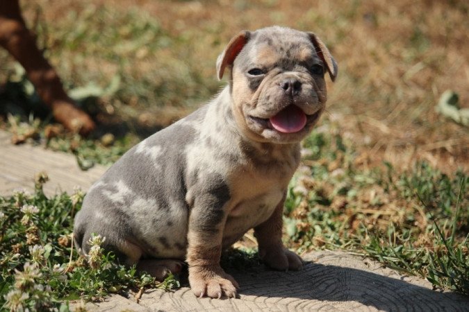 Francia bulldog