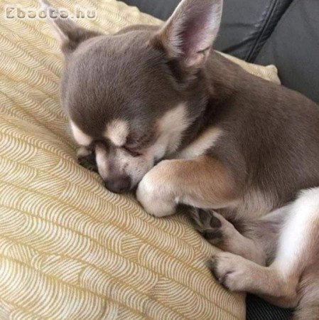 Regisztrált csivava kölykök örökbefogadásra