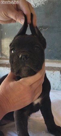 Cane corso kislány
