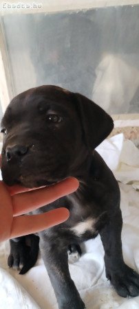 Cane corso kislány