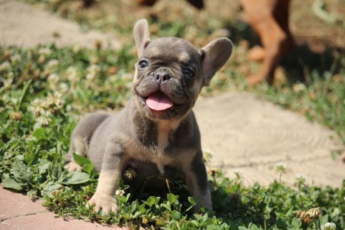 Francia bulldog