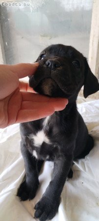 Cane corso kislány