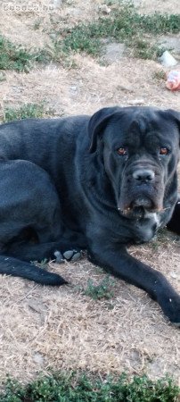 Cane corso kislány