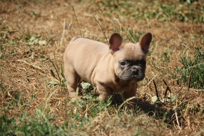 Francia bulldog