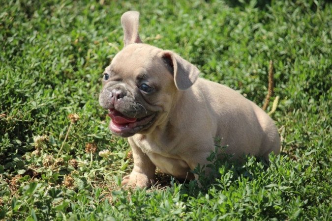 Francia bulldog