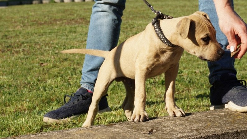 amerikai pitbull terrier