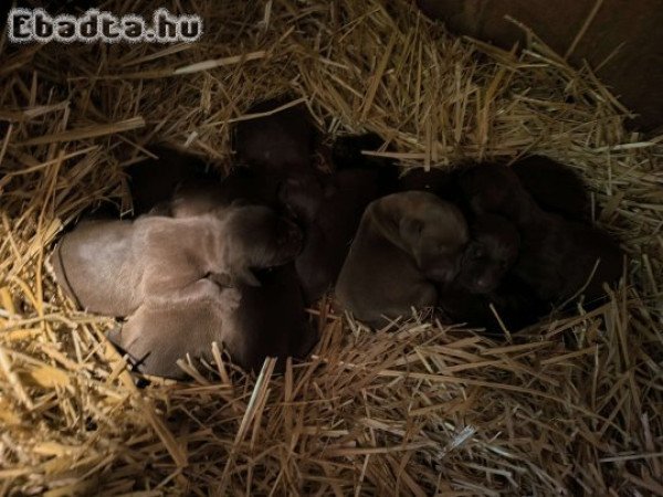 🐾🐶 Német vizsla j. kiskutyák foglalhatók 🐶🐾