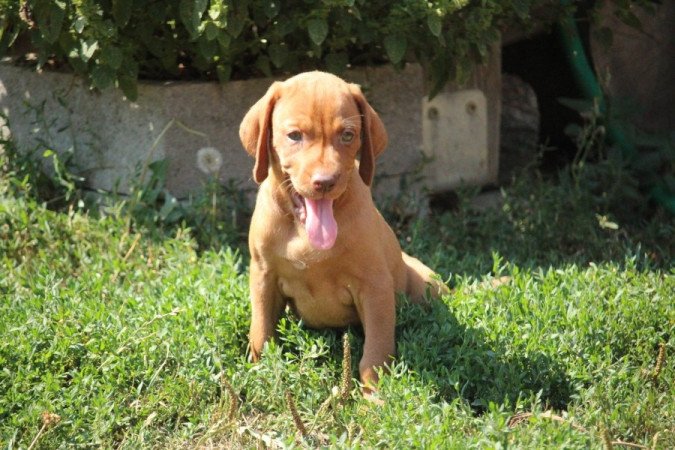 Magyar Vizsla