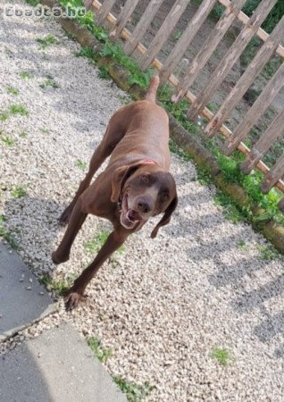 🐾🐶 Német vizsla j. kiskutyák foglalhatók 🐶🐾