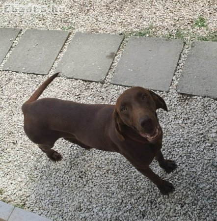 🐾🐶 Német vizsla j. kiskutyák foglalhatók 🐶🐾