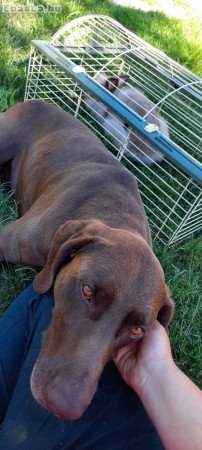 🐾🐶 Német vizsla j. kiskutyák foglalhatók 🐶🐾