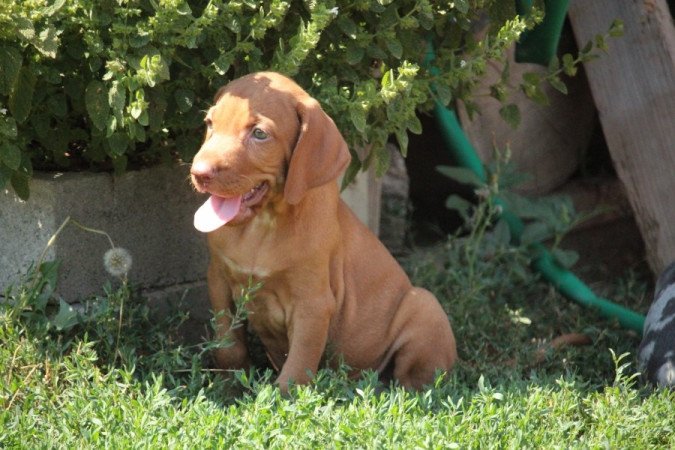 Magyar Vizsla