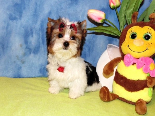 Biewer Yorkshire Terrier Yorki