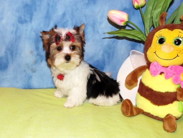 Biewer Yorkshire Terrier Yorki