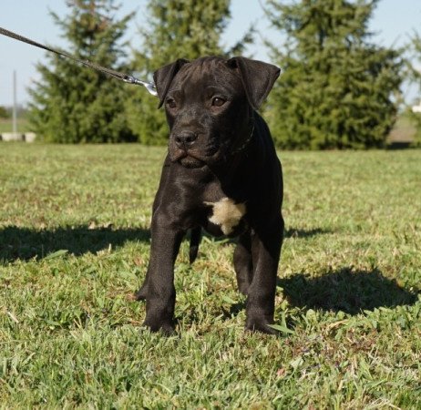 amerikai pitbull terrier