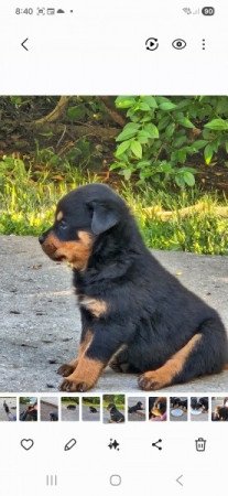 Rottweiler