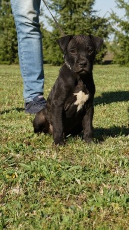amerikai pitbull terrier
