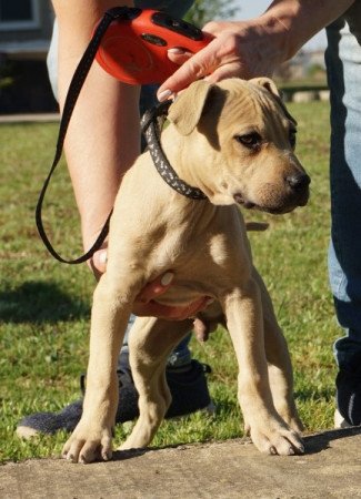 amerikai pitbull terrier