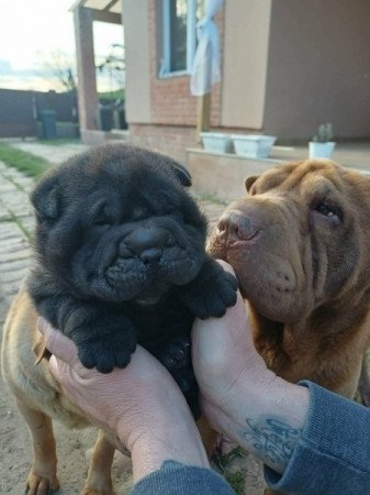 Shar pei
