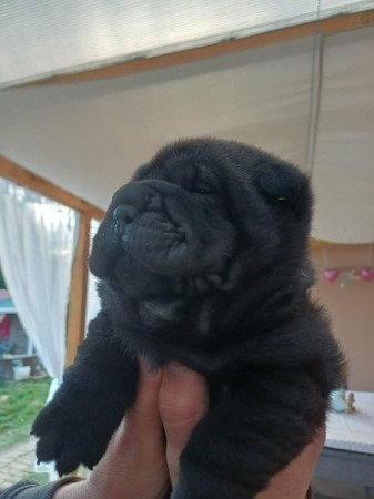 Shar pei