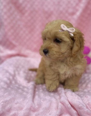 Maltipoo