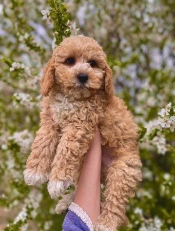 Maltipoo
