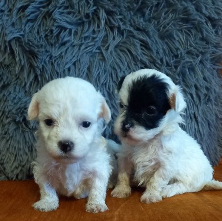 Bichon havanese