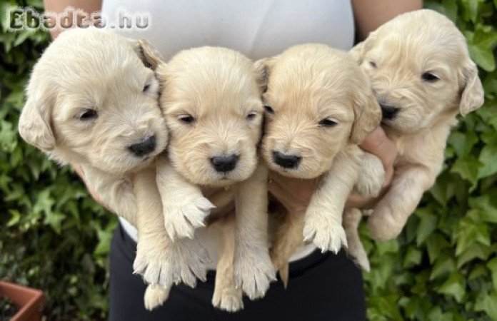 Golden retriever kiskutyák