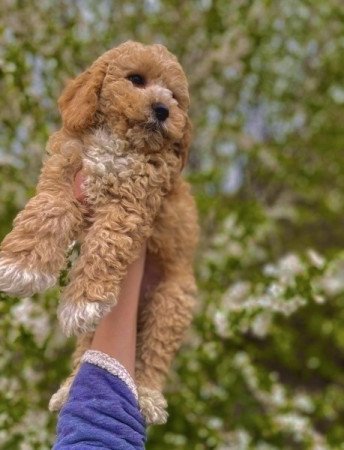 Maltipoo