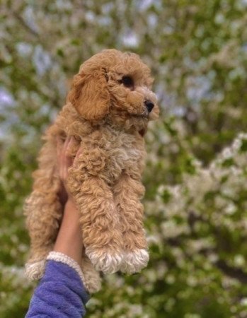 Maltipoo