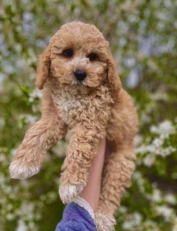 Maltipoo