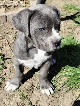 Cane Corso kölykök