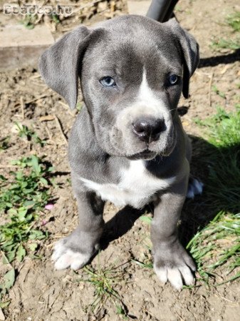 Cane Corso kölykök