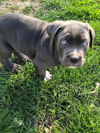 Cane Corso kölykök