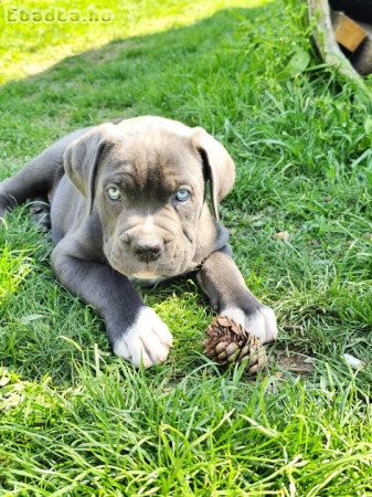 Cane Corso kölykök