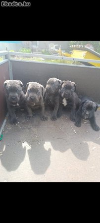 Cane corso kiskutyák  eladók