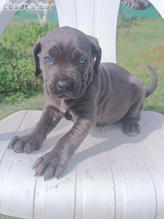 Cane corso kiskutyák  eladók