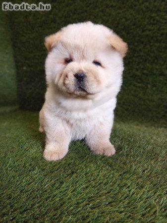 Chow-chov (csau) kiskutyák