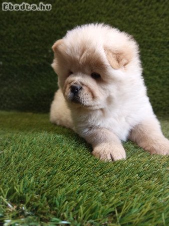 Chow-chov (csau) kiskutyák