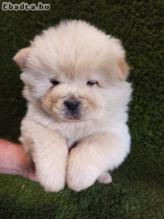 Chow-chov (csau) kiskutyák