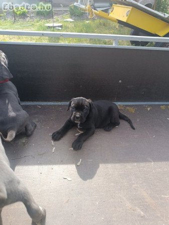 Cane corso kiskutyák eladók